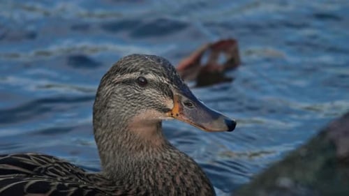 Wild Duck Swimming in Calm Blue Water