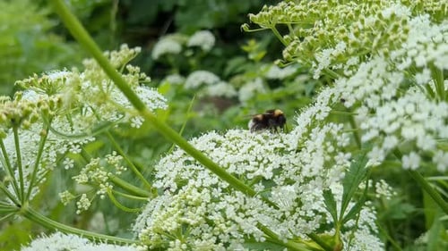 Bumble bee pollinating white flower in garden, close up