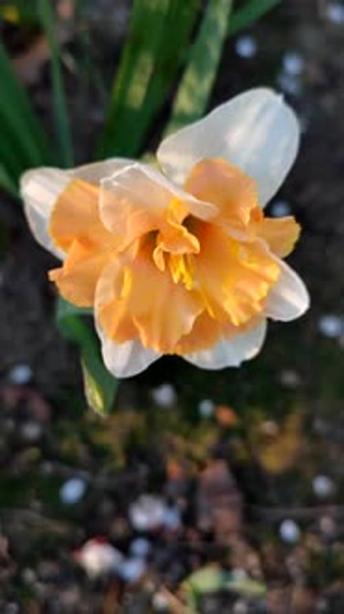 Narcissus Beautiful Flower White Orange Petals Stamens Green Leaves Vertical