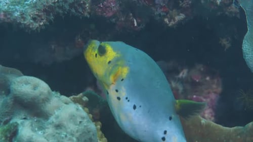 Blackspotted Puffer Hiding Among Rocks on Sea Bottom