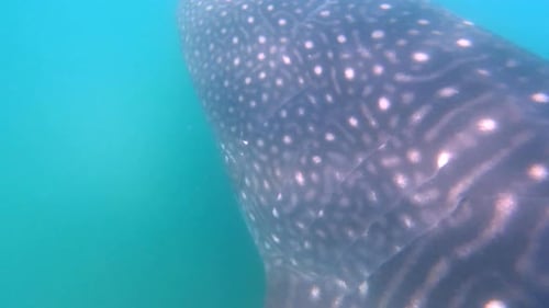 Swimming in turquoise water alongside a juvenile whale shark near La Paz, Mexico