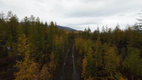 Assistez à une exploration tranquille alors qu'un Drone survole un chemin sinueux dans une magnifique forêt automnale,