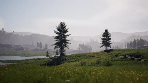 Pine Tree Forrest in the Montains