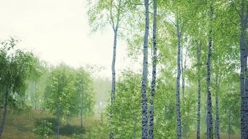 White Birch Trees in the Forest in Summer