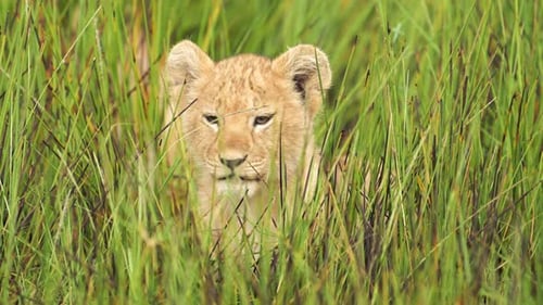 Zeitlupenporträt eines jungen Löwenbabys in der Serengeti, Tansania, Wildtiere und afrikanische Tierbabys auf Afri