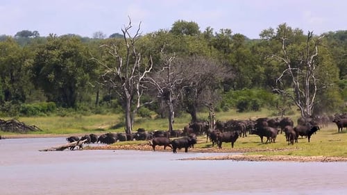 African buffalo in Kruger National park, South Africa