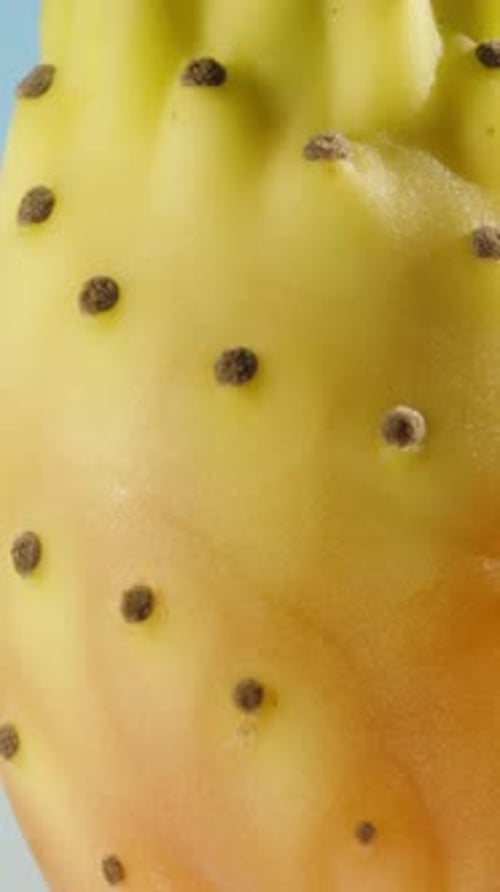 Red-yellow prickly pear cactus fruit, rotating, close-up. Vertical video Social Media