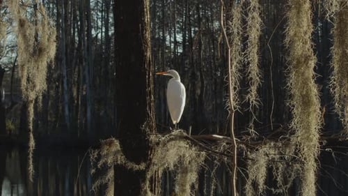 A white egret sits above a swamp on an old tree branch