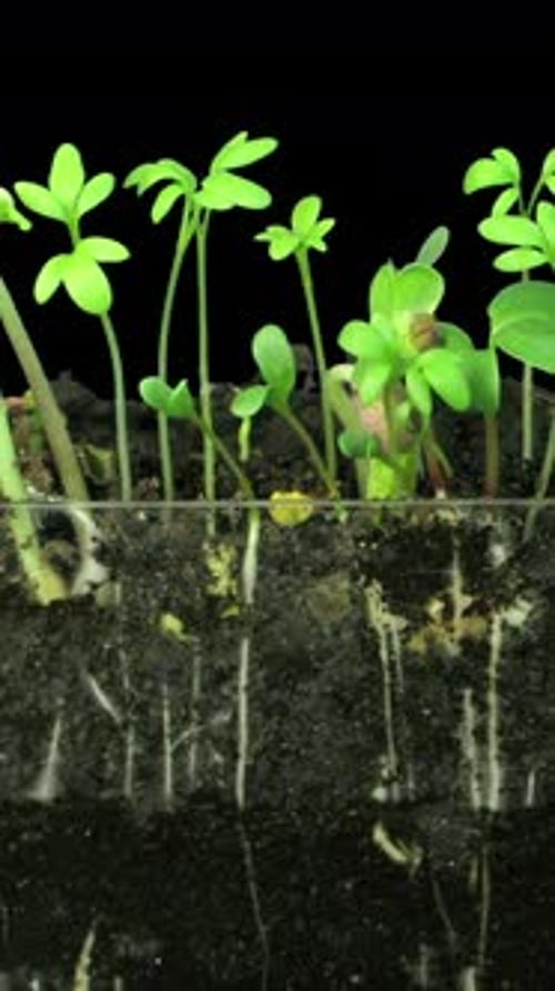 Time-Lapse of Seedlings Sprouting and Growing