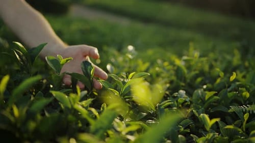 CloseUp of Hand Gently Touching Fresh Green Tea Leaves