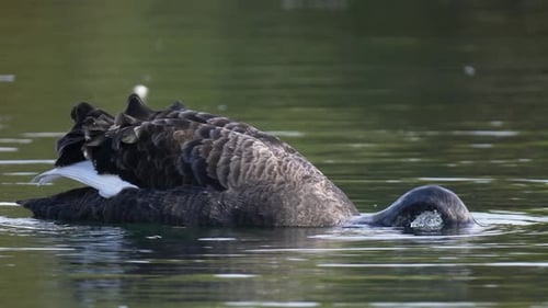 Slow Motion Footage of a Black Swan Gracefully Feeding Underwater