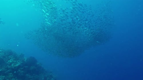 Multitude of Fish Ascend From Depths of Ocean Forming Group