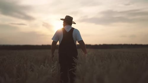 Farmer Admiring Sunset or Sunrise Above Endless Agricultural Field in Summer Countryman Enjoying