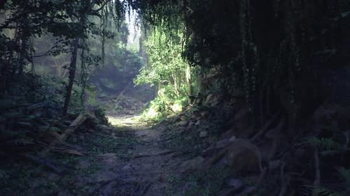 Brilliant Sunbeam Filters Through Leafy Overhead Canopy Onto Rugged Canyon Path