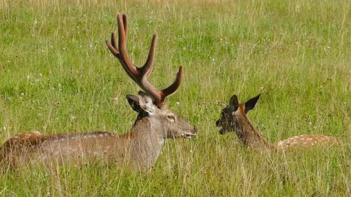 Deer and Fawn Relaxing in Grassy Meadow