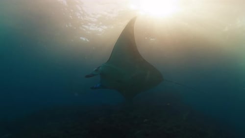 Graceful Manta Ray Swimming in Ocean Sunlight