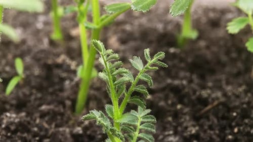 Growing Plant Chickpeas