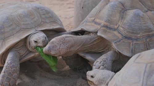 Giant Tortoises Eating