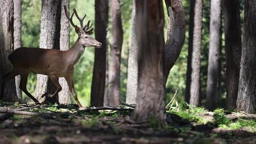 Deer Running In Forest Farm 2