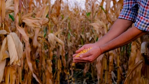 A Man Farmer Harvests Corn in a Field Selective Focus