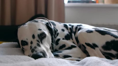 Dalmatian Dog Resting Peacefully Indoors on a Bed
