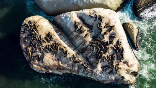 Ocean, timelapse and seals on rock in sea from drone in nature, landscape and summer environment