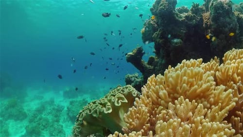 The Underwater World of a Coral Reef