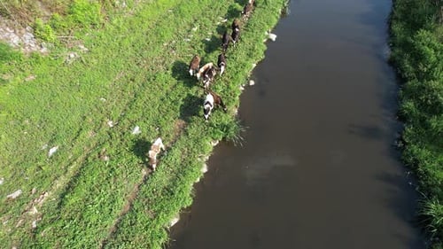 Aerial Cattle Grazing