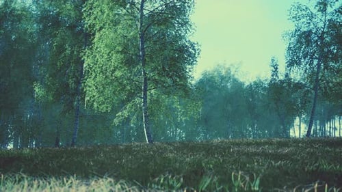 Spring in the Birch Grove Forest