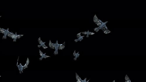 Flock of Realistic Crows Flying with Alpha Channel