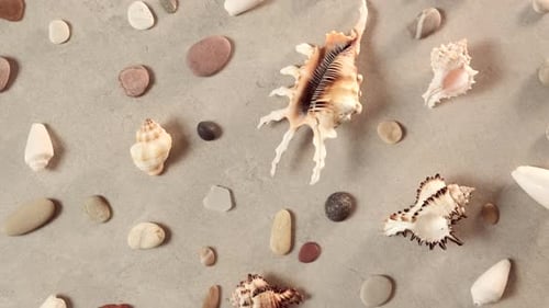 Many seashells and sea pebbles on golden sand. Cockleshells
