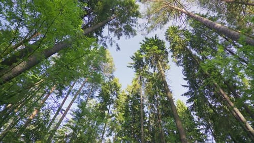 Frühlings-Mischwald an sonnigen Tagen