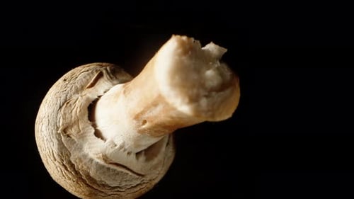 Rotating Close-up of a Portobello Mushroom on Black