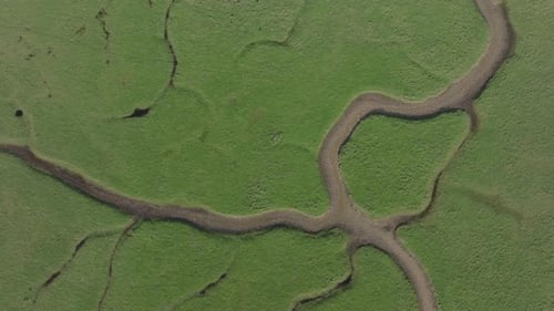 Top down aerial shot over green marsh land habitat