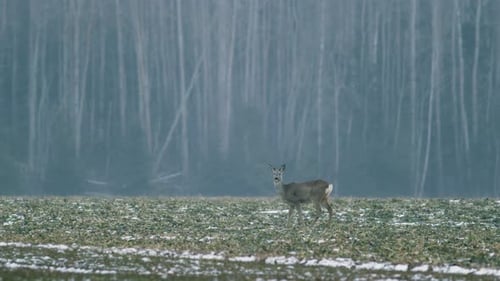 European roe deer flock eating on rape raps field in evening dusk
