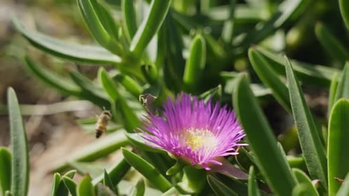 Zeitlupennahaufnahme einer Biene, die in und um die Blume fliegt
