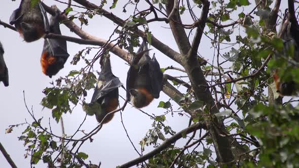 Bats During Daytime Hanging From Tree Grooming Australia Gippsland ...