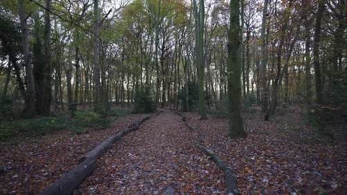 A first person view of walking the dog along a forest path with autumn colours.