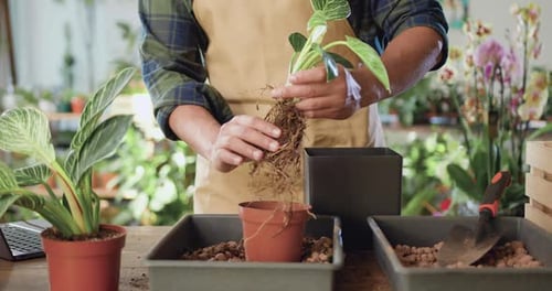 Person potting plant in greenhouse or flower shop