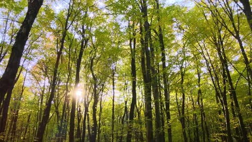 Beautiful Scenery with Light Rays Shining Through Bright Green Woods with Lush Trees in Autumn