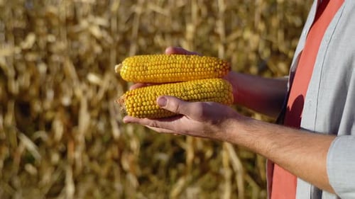 Farmer Holding Fresh Corn in a Rural Setting