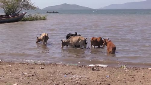 COWS IN A LAKE DRINKING WATER