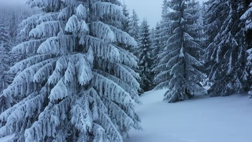Slow motion aerial view along into a beautiful snowy winter mountain forest.