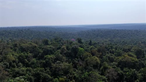 Aerial view of a beautiful Amazon green jungle rainforest environment under clear blue sky on the ho