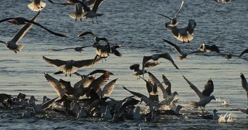 Sea gulls fishing at sunset, Mediterranean sea, France