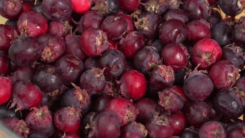 Baies d'amélanchier, fruits à fond rotatif, également appelés shadbush, shadwood ou shadblow, service