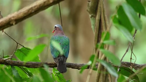 Beautiful green pigeon, Asian Common Emerald Dove, Chalcophaps Indica; perching and resting on a bra