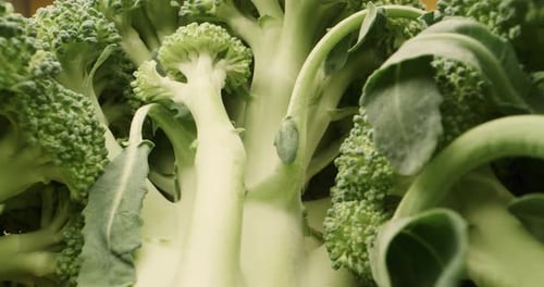 Evocative macro probe shot of fresh green broccoli. Close-up panning