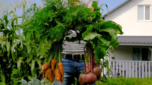 a Man Harvests in the Garden Selective Focus