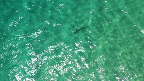 Cenital drone shot rising above a small shark in transparent, turquoise sea